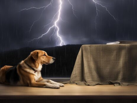 Tips and Tricks for Calming Dogs Afraid of Thunder